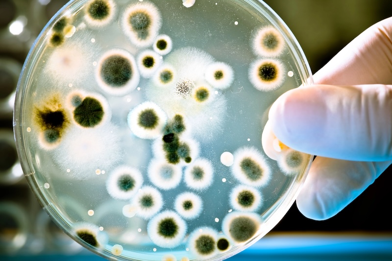 Mold Testing<br />
