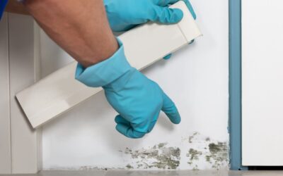 Don’t Let It Spread: Smart Ways to Prevent Mold in Your Home